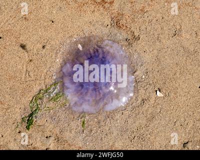 Blaue Qualle, Cyanea lamarckii, strandete am Strand bei Ebbe, Slijkgat-Fluteinlauf der Nordsee, Niederlande Stockfoto