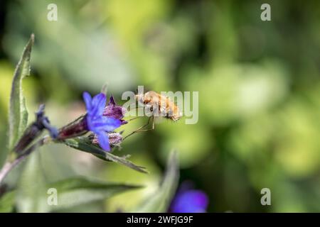 Dark Edged Bee Fly; Bombylius Major; Feeding on Purple Gromwell; UK Stockfoto