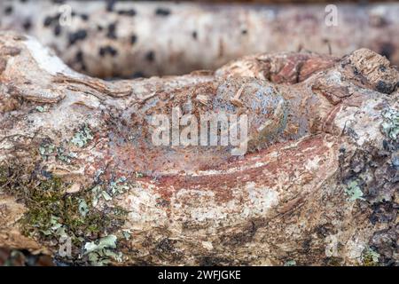 Puss Moth; Cerura vinula; Larven Spinning Cocoon; Großbritannien Stockfoto