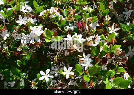 Natal Pflaume (Carissa macrocarpa oder Carissa grandiflora) ist stacheliger immergrüner Strauch, der in Südafrika beheimatet ist. Ist giftig, außer die Früchte, die essbar sind. Stockfoto