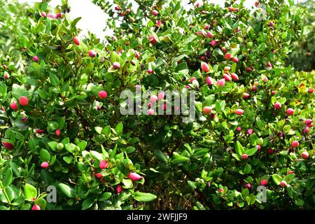 Natal Pflaume (Carissa macrocarpa oder Carissa grandiflora) ist stacheliger immergrüner Strauch, der in Südafrika beheimatet ist. Ist giftig, außer die Früchte, die essbar sind. Stockfoto