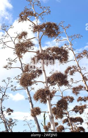 Sisal oder henequen (Agave sisalana) ist eine mehrjährige Pflanze aus Mexiko, die in anderen gemäßigten Regionen wegen ihrer Fasern angebaut wird. Blumenstiel mit Bu Stockfoto