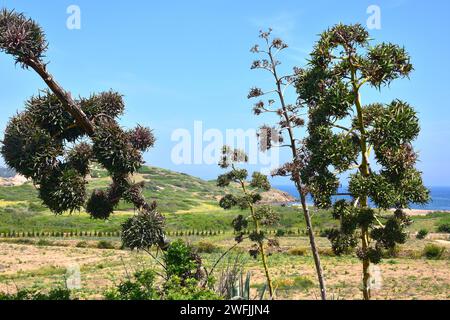 Sisal oder henequen (Agave sisalana) ist eine mehrjährige Pflanze aus Mexiko, die in anderen gemäßigten Regionen wegen ihrer Fasern angebaut wird. Blumenstiel mit Bu Stockfoto