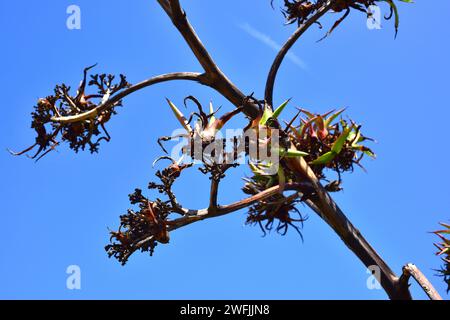 Sisal oder henequen (Agave sisalana) ist eine mehrjährige Pflanze aus Mexiko, die in anderen gemäßigten Regionen wegen ihrer Fasern angebaut wird. Blumenstiel mit Bu Stockfoto