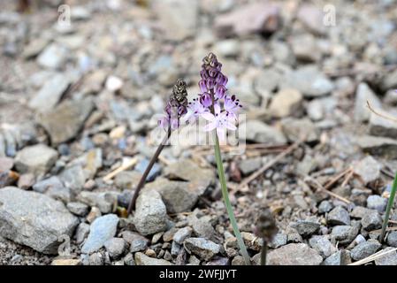 Herbstschürze oder Sternhyazinthe (Scilla autumnalis oder Prospero autumnale) ist ein im Mittelmeerbecken heimisches Knollenkraut. Dieses Foto wurde in ca. Stockfoto