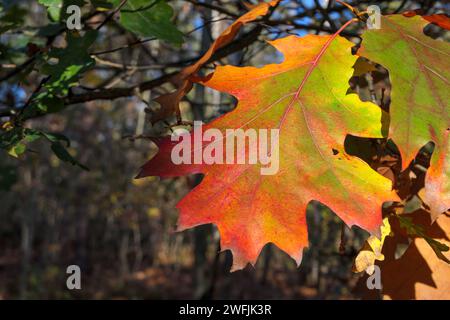 Buntes Blatt einer roten Eiche (Quercus rubra) im Herbstwald Stockfoto