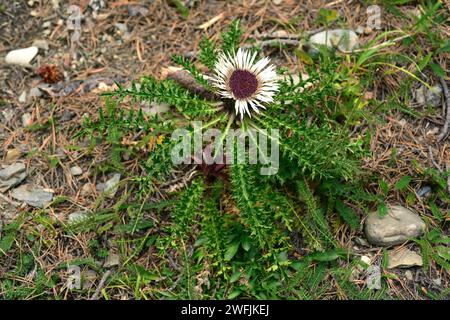 Carlina acaulis ist ein mehrjähriges Kraut, das in den Bergen Mittel- und Südeuropas beheimatet ist. Dieses Foto wurde in Montgarri, Pallar, aufgenommen Stockfoto