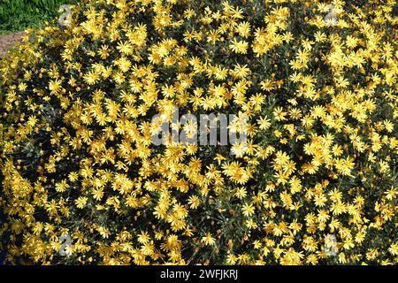 Gelbbusch-Gänseblümchen (Euryops pectinatus) ist ein immergrüner Strauch, der in Südafrika endemisch ist. Blühende Pflanze. Stockfoto