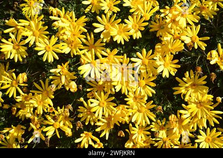 Gelbbusch-Gänseblümchen (Euryops pectinatus) ist ein immergrüner Strauch, der in Südafrika endemisch ist. Blühende Pflanze. Stockfoto