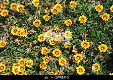 Die Schatzblume (Gazania rigens oder Gazania splendens) ist ein mehrjähriges Kraut (in gemäßigten Regionen), das im südlichen Afrika beheimatet ist. Blühende Pflanze. Stockfoto