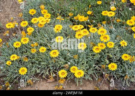 Die Schatzblume (Gazania rigens oder Gazania splendens) ist ein mehrjähriges Kraut (in gemäßigten Regionen), das im südlichen Afrika beheimatet ist. Blühende Pflanze. Stockfoto