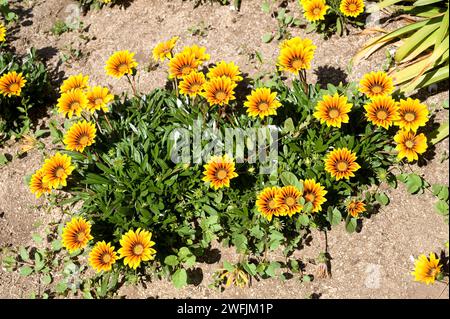 Die Schatzblume (Gazania rigens oder Gazania splendens) ist ein mehrjähriges Kraut (in gemäßigten Regionen), das im südlichen Afrika beheimatet ist. Blühende Pflanze. Stockfoto