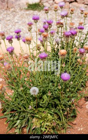 Klasea flavescens mucronata ist ein ausdauerndes Kraut, das im Südosten Spaniens und Nordafrika endemisch ist. Dieses Foto wurde im Naturpark Cabo de Gata auf der Alm aufgenommen Stockfoto