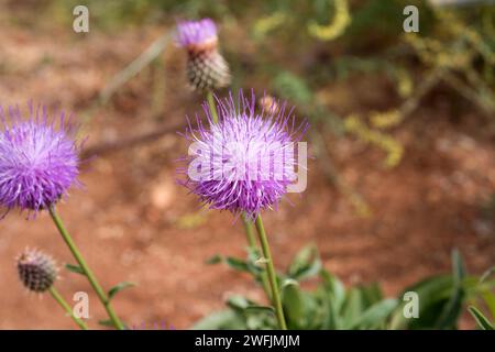 Klasea flavescens mucronata ist ein ausdauerndes Kraut, das im Südosten Spaniens und Nordwestafrikas endemisch ist. Dieses Foto wurde in Cabo de Gata Natural Pa aufgenommen Stockfoto