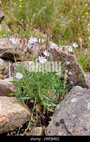 Blausalat oder Bergsalat (Lactuca perennis) ist ein mehrjähriges Kraut, das in Mittel- und Südeuropa beheimatet ist. Dieses Foto wurde in Cap Creus Natur aufgenommen Stockfoto