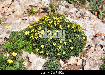 Socarrell (Launaea cervicornis) ist ein Stachelstrauch, der an den Küsten Mallorcas und Menorcas endemisch ist. Dieses Foto wurde in Cap Cavalleria, Menorca, Balearen Island aufgenommen Stockfoto