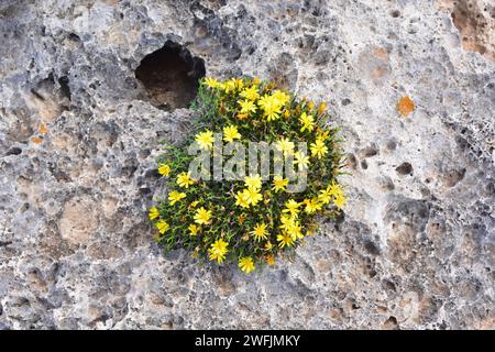 Socarrell (Launaea cervicornis) ist ein Stachelstrauch, der an den Küsten Mallorcas und Menorcas endemisch ist. Dieses Foto wurde in Cap Cavalleria, Menorca, Balearen Island aufgenommen Stockfoto