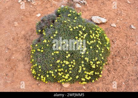 Socarrell (Launaea cervicornis) ist ein Stachelstrauch, der an den Küsten Mallorcas und Menorcas endemisch ist. Dieses Foto wurde in Cap Cavalleria, Menorca, Balearen Island aufgenommen Stockfoto