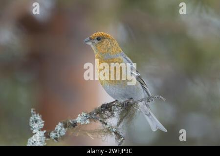 Weiblicher Kiefernschnabel (Pinicola enucleator), der auf einem dünnen, mit Flechten bedeckten Zweig gegen Kiefern thront und Details des Gefieders in weichem Licht zeigt. Bohrung Stockfoto