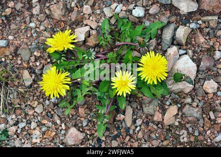 Löwenzahn (Taraxacum officinale) ist eine mehrjährige Pflanze essbar und medizinisch, heimisch in Eurasien. Dieses Foto wurde in Somiedo Naturpark, Asturien, Stockfoto