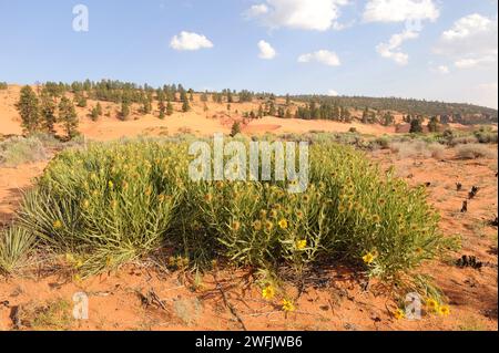 Maultier-Ohr (Wyethia scabra oder Scabrethia scabra) ist ein ausdauerndes Kraut aus dem Mittleren Westen der USA. Dieses Foto wurde im Coral Pink Sand Dunes State aufgenommen Stockfoto