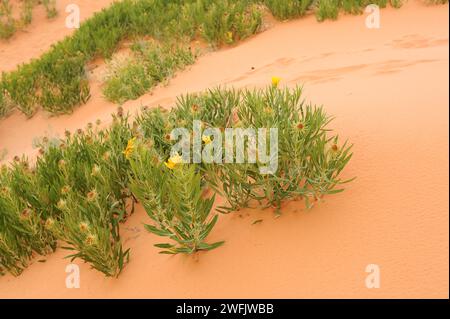 Maultier-Ohr (Wyethia scabra oder Scabrethia scabra) ist ein ausdauerndes Kraut aus dem Mittleren Westen der USA. Dieses Foto wurde im Coral Pink Sand Dunes State aufgenommen Stockfoto