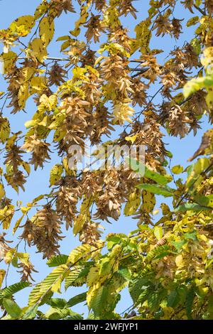 Hainbuche, Gewöhnliche Hainbuche, Weißbuche, Weissbuche, Hain-Buche, Früchte, Carpinus betulus, gemeine Hainbuche, Europäische Hainbuche, Hainbuche, Obst, C Stockfoto