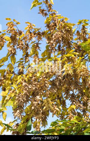 Hainbuche, Gewöhnliche Hainbuche, Weißbuche, Weissbuche, Hain-Buche, Früchte, Carpinus betulus, gemeine Hainbuche, Europäische Hainbuche, Hainbuche, Obst, C Stockfoto