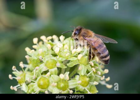 Honigbiene, Honig-Biene, Europäische Honigbiene, westliche Honigbiene, Biene, Bienen, APIs mellifera, APIs mellifica, Honigbiene, Bienenstock, Westlichen Hon Stockfoto