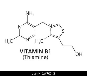 Vitamin B1-Formel, thiaminchemische Struktur molekularer Verbindungen. Vector Vitamin B1 Skelettformel für Gesundheit, Chemie, Medizin und Bildung. Thiamin-Mikronährstoffstab- und -Kugelmodell Stock Vektor