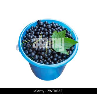 Schwarze Johannisbeerernte, isoliert auf weißem Hintergrund. Beeren ernten, Nahaufnahme. Frisch gesammelte große saftige schwarze Johannisbeeren. Stockfoto