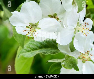 Apfelblüten. Blühender Apfelbaum im Frühlingsgarten. Nahaufnahme von weißen Blumen auf einem Baum. Frühlingsblumen. Stockfoto