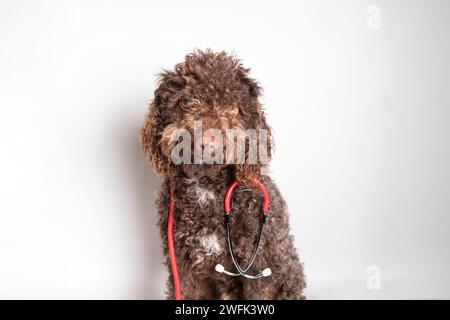 Schöner Hund mit Stethoskop isoliert auf weißem Hintergrund. Tierpflege und Tierschutzkonzept Stockfoto