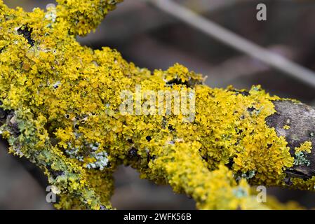 Gewöhnliche Orangenflechte, Xanthoria parietina auf Baumzweignaht-selektiver Fokus Stockfoto