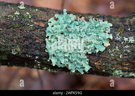 Hypogymnia physisodes (Mönchsmönch-Flechte) Flechten auf Baumzweig im Wald Nahaufnahme selektiver Fokus Stockfoto