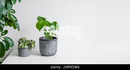 Monstera deliciosa oder Schweizer Käsepflanze und Tradescantia Zebrina auf einem weißen Tisch, Pflanzenwohndekorationskonzept, Banner mit Kopierraum Stockfoto