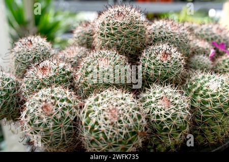 Nahaufnahme von Mammillaria mazatlanensis cactus Stockfoto
