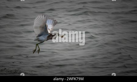 Der Graureiher ist ein langbeiniger, räuberischer Watvogel, der im gemäßigten Europa, Asien und Teilen Afrikas beheimatet ist. Es ist eine häufige und auffällige Stockfoto