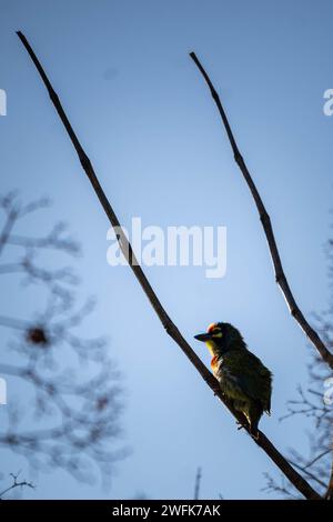 Der Coppersmith Barbet (Megalaima haemacephala) ist ein Vogel, der auf dem indischen Subkontinent und Teilen Südostasiens beheimatet ist. Es wird auch als Verbrechen bezeichnet Stockfoto