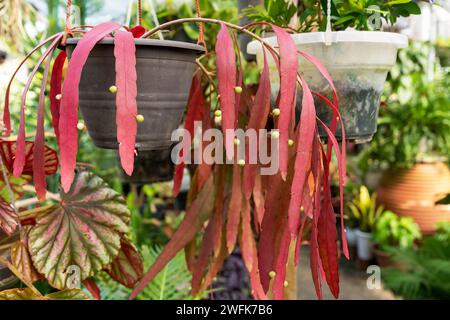 Nahaufnahme von Red Rhipsalis Mistletoe Cactus Pseudorhipsalis ramulosa Sukkulent Stockfoto
