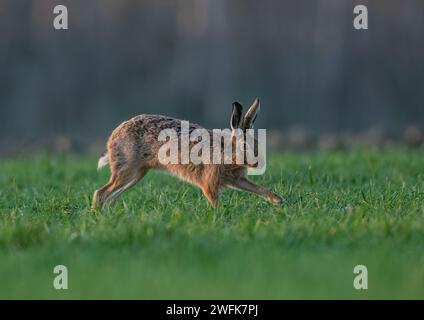 Ein Braunhaar ( Lepus europaeus), der sich über die Bauernernernte beschleunigt, zeigt Geschwindigkeit, wie er sich bewegt, lange Beine und flexible Wirbelsäule. Suffolk, Großbritannien Stockfoto