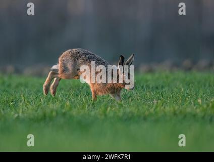 Ein Braunhaar ( Lepus europaeus), der sich über die Bauernernernte beschleunigt, zeigt Geschwindigkeit, wie er sich bewegt, lange Beine und flexible Wirbelsäule. Suffolk, Großbritannien Stockfoto