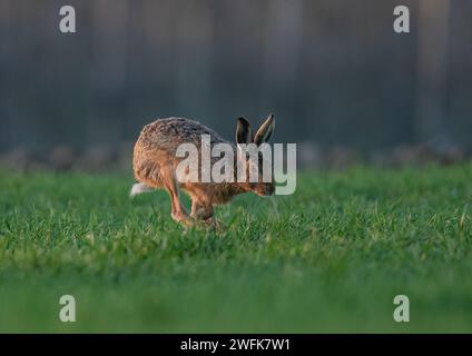 Ein Braunhaar ( Lepus europaeus), der sich über die Bauernernernte beschleunigt, zeigt Geschwindigkeit, wie er sich bewegt, lange Beine und flexible Wirbelsäule. Suffolk, Großbritannien Stockfoto