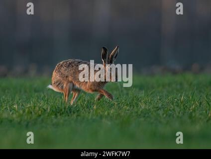 Ein Braunhaar ( Lepus europaeus), der sich über die Bauernernernte beschleunigt, zeigt Geschwindigkeit, wie er sich bewegt, lange Beine und flexible Wirbelsäule. Suffolk, Großbritannien Stockfoto