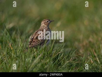 Eine detaillierte Aufnahme einer Skylark (Alauda arvensis), die ihr gestreiftes Gefieder zeigt. Auf einer grasbewachsenen Bank am Rande eines landwirtschaftlichen Feldes. Suffolk, Großbritannien. Stockfoto