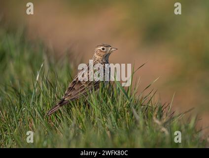 Eine detaillierte Aufnahme einer Skylark (Alauda arvensis), die ihr gestreiftes Gefieder zeigt. Auf einer grasbewachsenen Bank am Rande eines landwirtschaftlichen Feldes. Suffolk, Großbritannien. Stockfoto