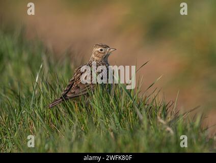 Eine Skylark (Alauda arvensis) mit gestreiftem Gefieder und Wappen. Auf einer Grasbank am Rande eines landwirtschaftlichen Feldes sitzen. Suffolk, Großbritannien. Stockfoto