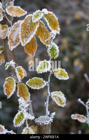 Blätter auf Pflanzen an einem kalten Wintertag bedeckt mit Eisblumen Stockfoto