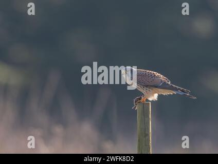 Eine klare Aufnahme eines schönen männlichen Kestrel (Falco Tinnunkulus), der auf einem Pfosten sitzt und sein Mittagessen isst, eine frisch gefangene Wühlmäuse. Suffolk, Großbritannien. Stockfoto