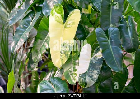 Nahaufnahme von Philodendron Burle Marx mit verschiedenen Halbmondblättern Stockfoto